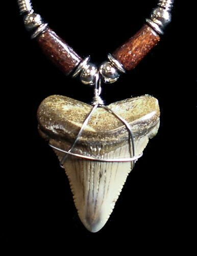 Fossil Angustiden Tooth Necklace - Megalodon Ancestor #36570